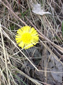 Tussilago farfara